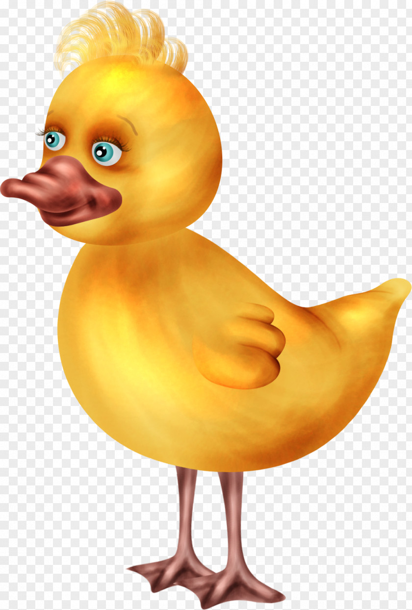 Duck Bird Cygnini Goose Animal PNG