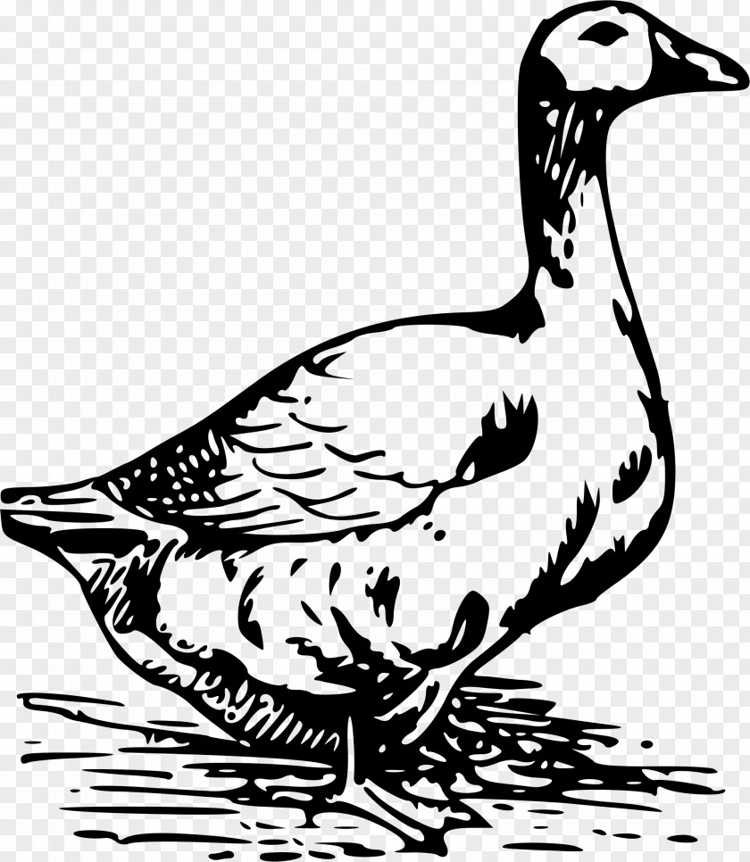 Duck Chicken Goose Egg Clip Art PNG