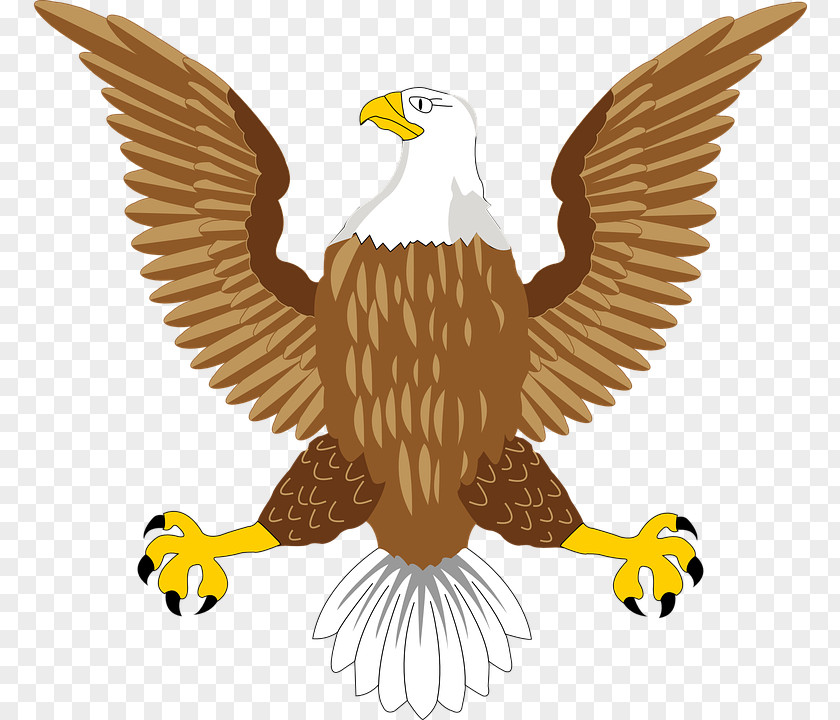 Eagle Symbol Image Bald Bird PNG