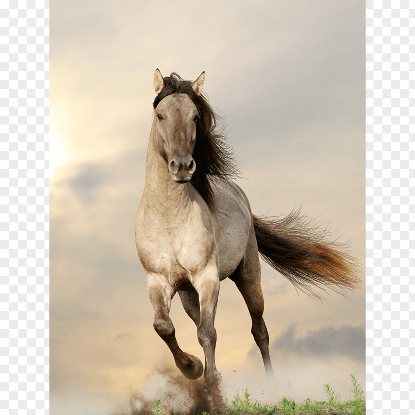 Fine Horse Clydesdale Gallop Stallion Wild Stock Photography PNG