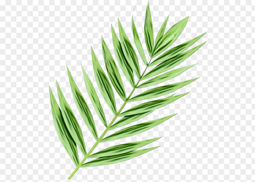 Herb Arecales Cartoon Palm Tree PNG