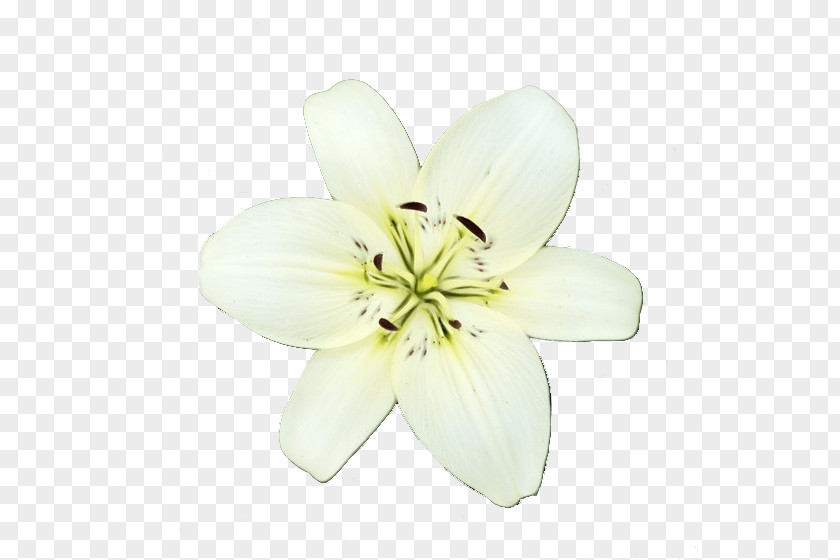 Herbaceous Plant Wildflower White Petal Flower Lily PNG