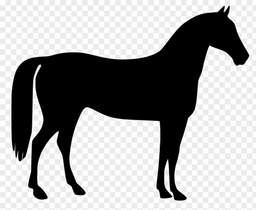 Horse Equestrian Clip Art PNG