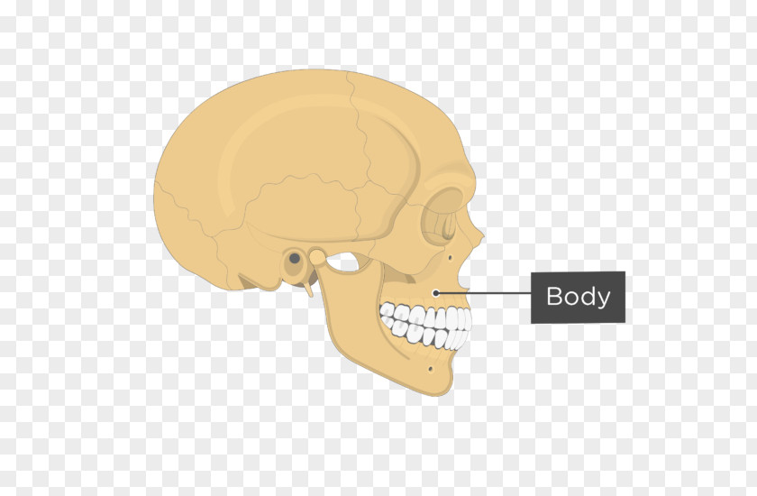 Infraorbital Foramen Jaw Zygomatic Bone Anatomy Maxilla Human Body PNG