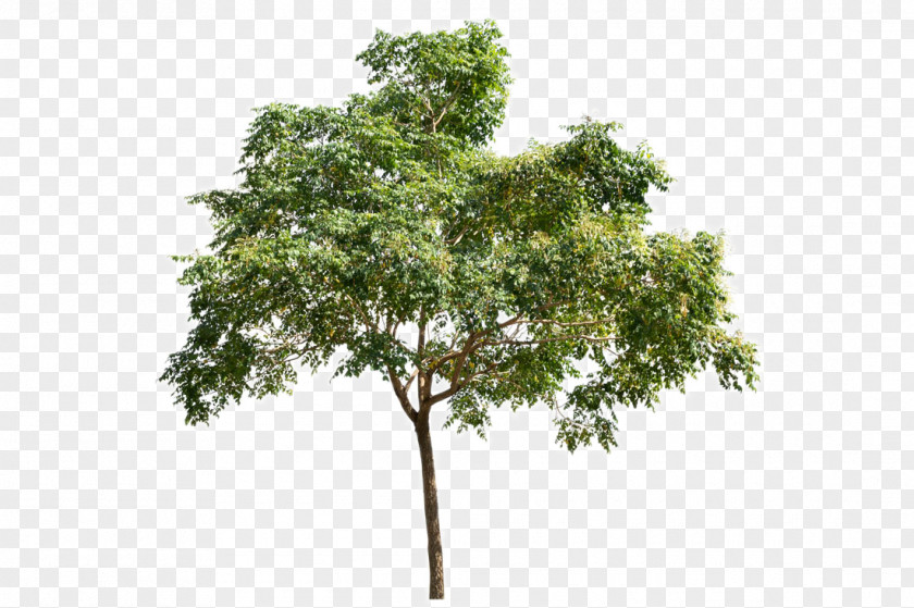 Lush Trees PNG trees clipart PNG