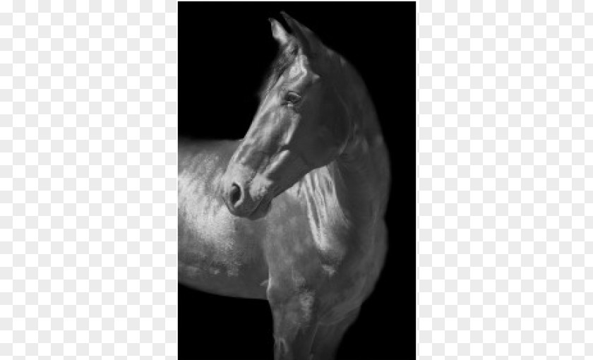 Mustang Mane Stallion Halter White PNG