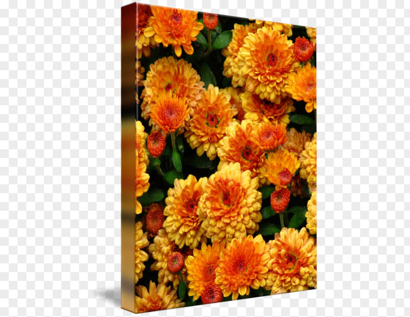 Orange Chrysanthemum Cut Flowers Imagekind Transvaal Daisy Art PNG