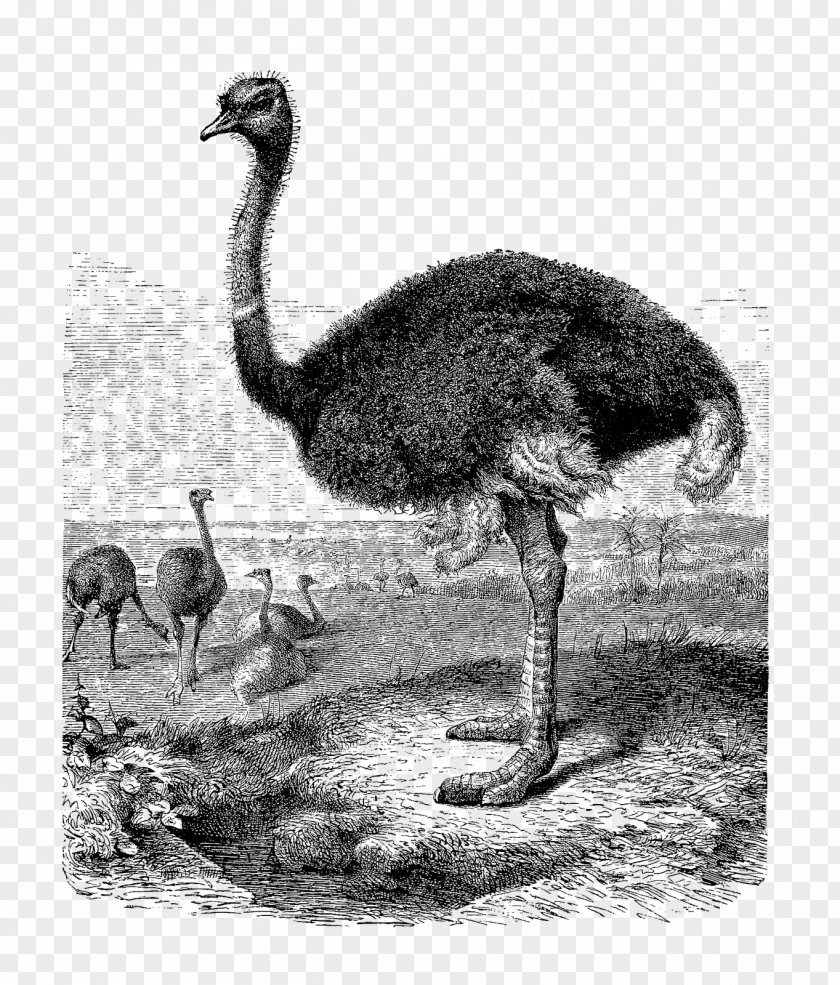 Ostrich Common Greater Rhea Ratite Clip Art PNG
