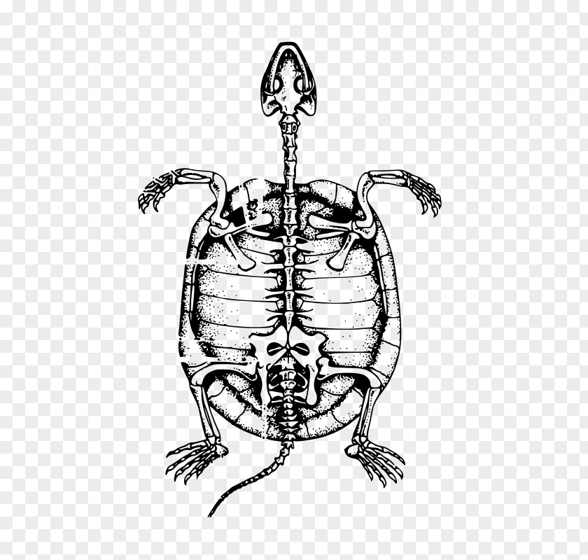 Tortoide Turtle Human Skeleton Bone Clip Art PNG