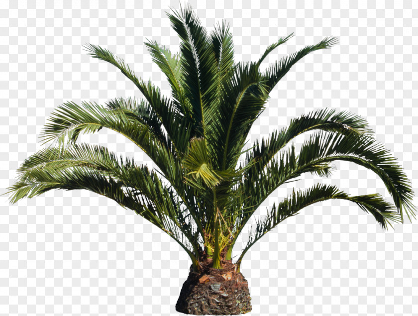 Tree Babassu Arecaceae Roystonea Regia Canary Island Date Palm PNG