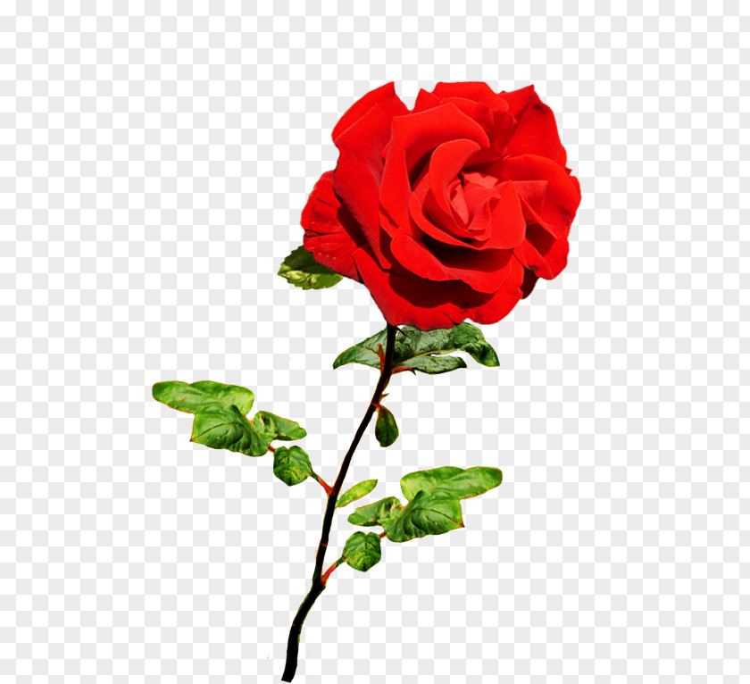 Valentine's Day Garden Roses Cabbage Rose Floribunda Classic Cut Flowers PNG