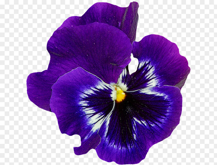 Violet Sweet Flower Pansy PNG
