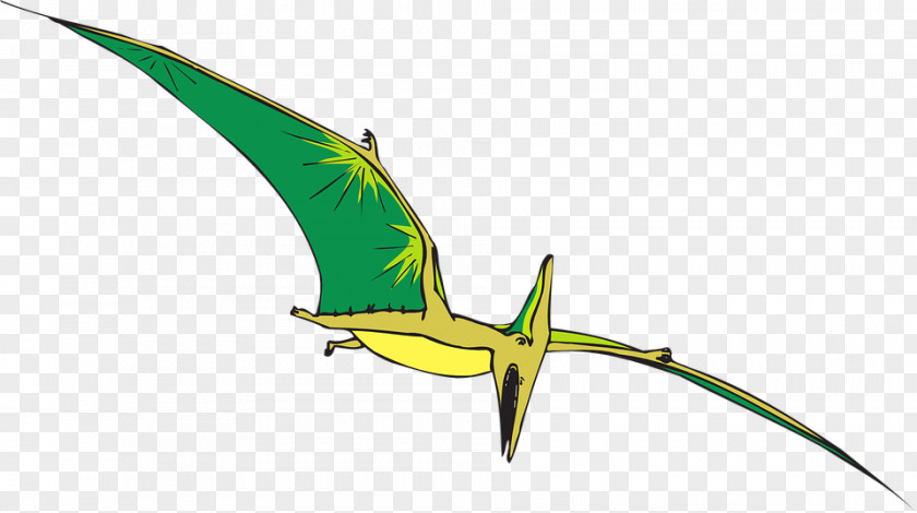 Dinosaur Vector Pterodactyls Pterosaurs Pteranodon Clip Art PNG