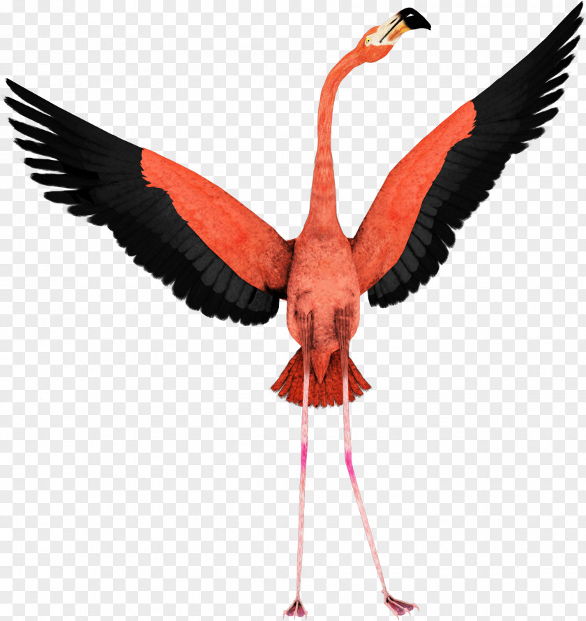 Flamingo Clip Art Bird Flight PNG