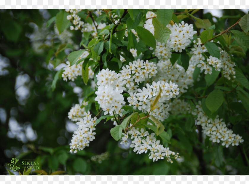 Prunus Padus Subg. Bitter-berry Viburnum Lentago Ziedi PNG