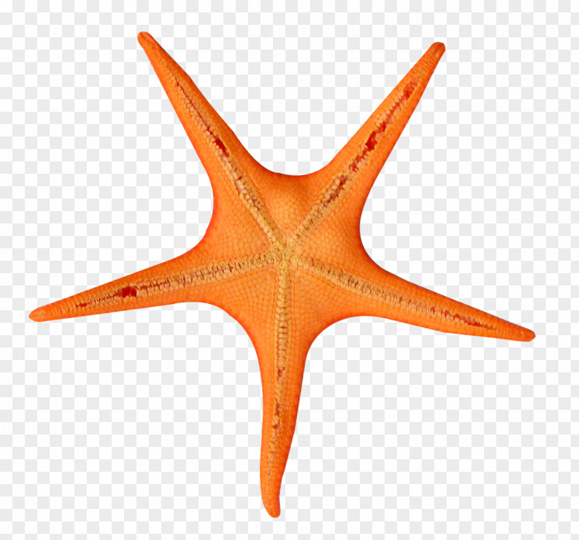 Starfish Color Clip Art PNG