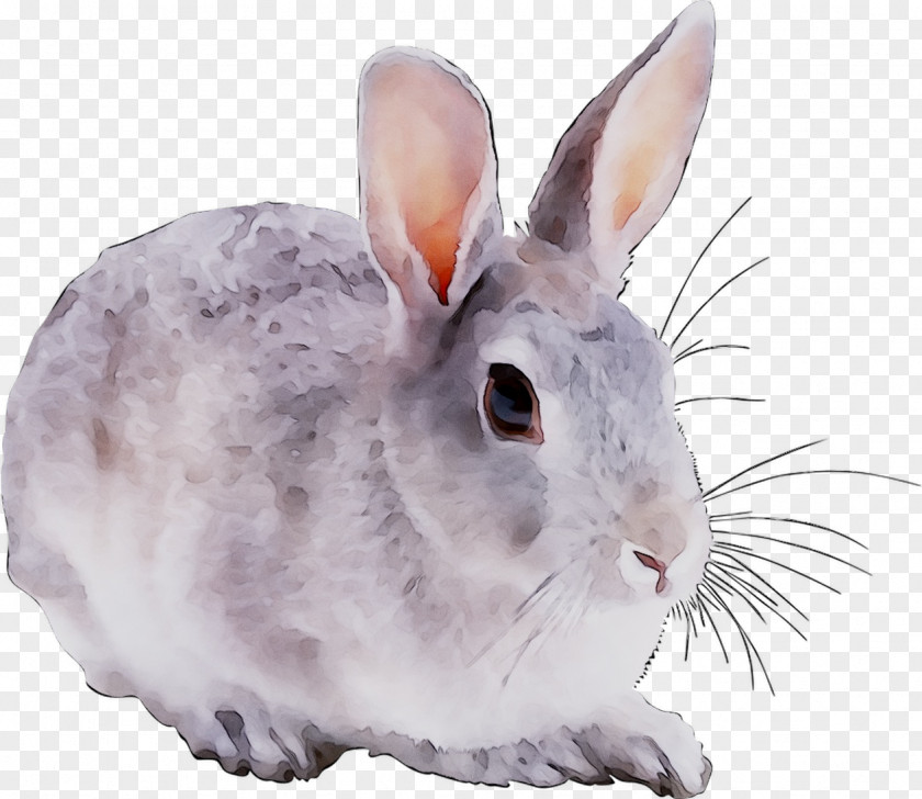 Domestic Rabbit Clip Art Drawing Snowshoe PNG