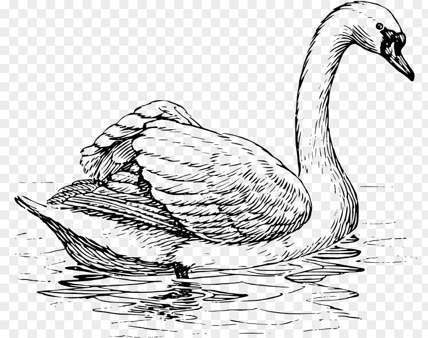 Hand-painted Goose Trumpeter Swan Black Whooper Bird Drawing PNG