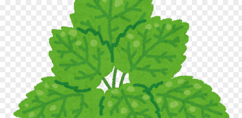 Leaf Lemon Balm Peppermint Mints Water PNG