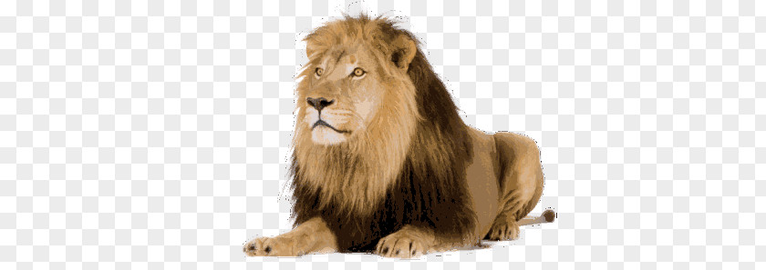 Lion Stock Photography Tiger PNG