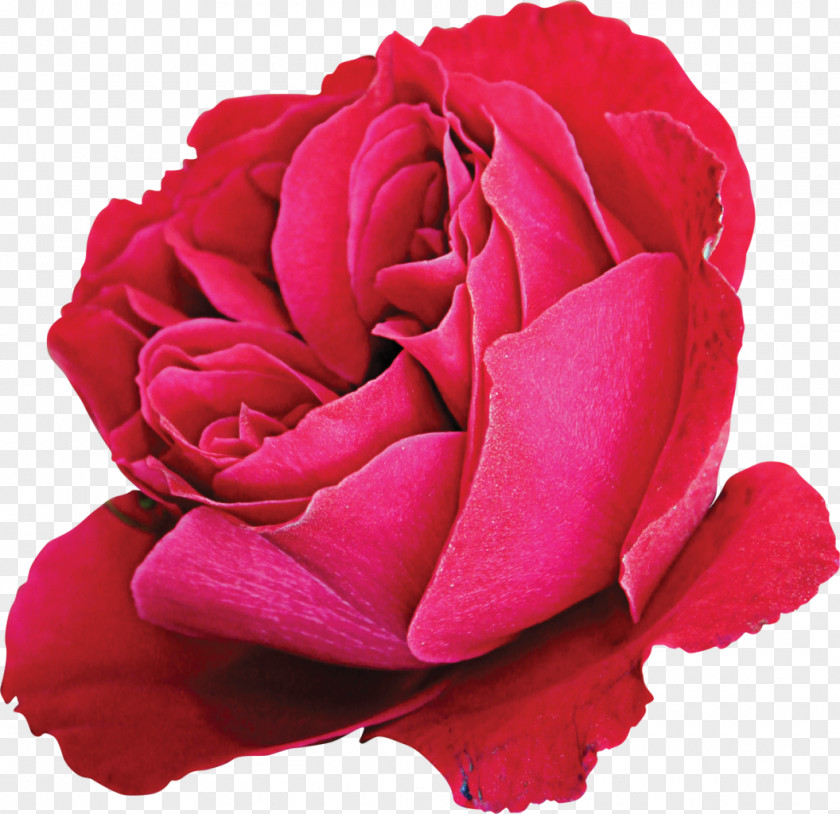 Rose Cut Flowers Garden Roses Centifolia PNG