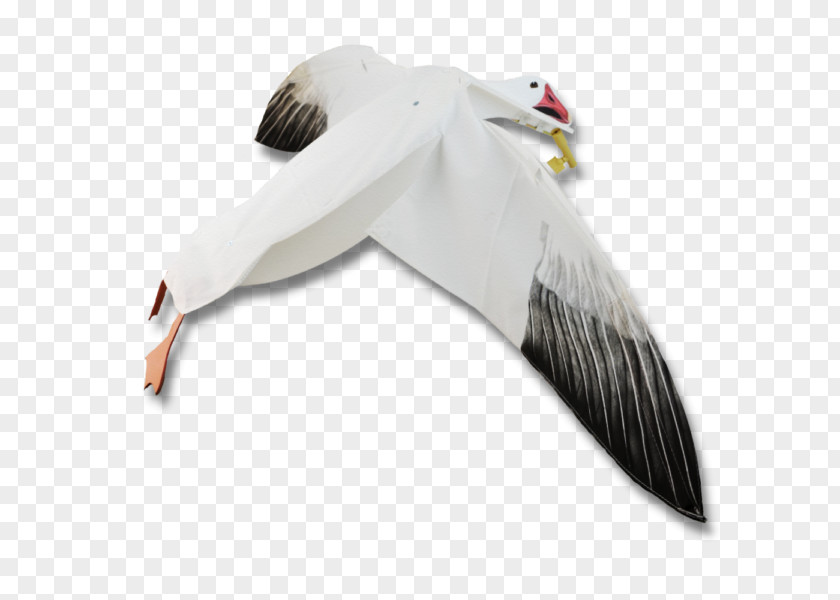 Snow Goose Duck Bird European Herring Gull PNG