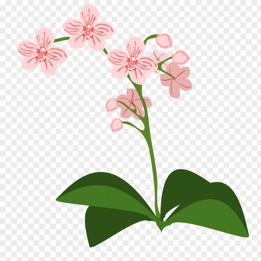 Vines Orchids Clip Art Openclipart Free Content PNG