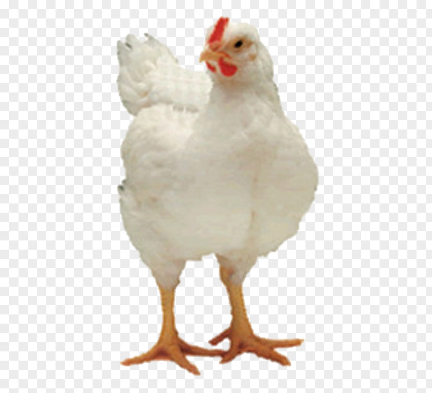 Chicken Farm Rooster Broiler Appenzeller Andalusian Delaware PNG