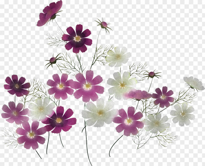 Flower Plant Pericallis Petal Wildflower PNG