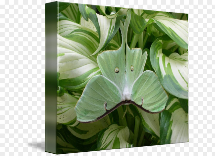 Leaf Luna Moth Duvet Clothing PNG