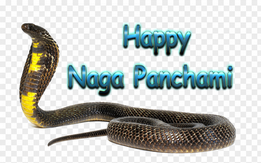 Naga Philippines Panchami Product Desktop Wallpaper PNG