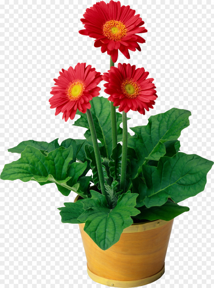 Pot Plant Flowering Transvaal Daisy Houseplant PNG