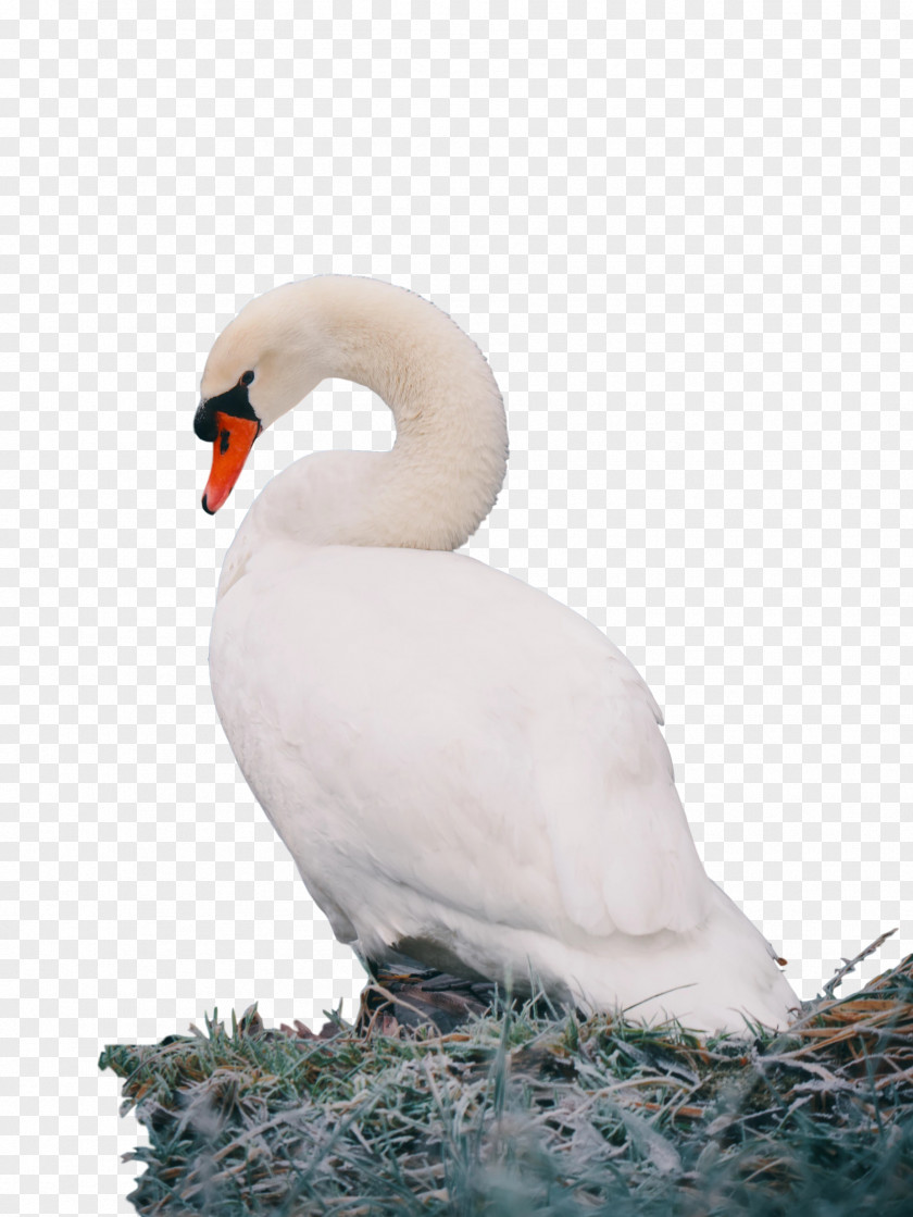 Swans Bird Mobile Phones Desktop Wallpaper Duck PNG