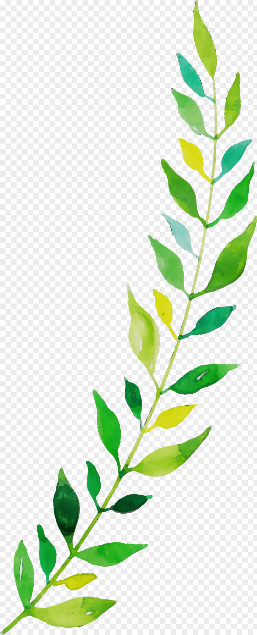 Twig Plant Stem Leaf Line Plants PNG