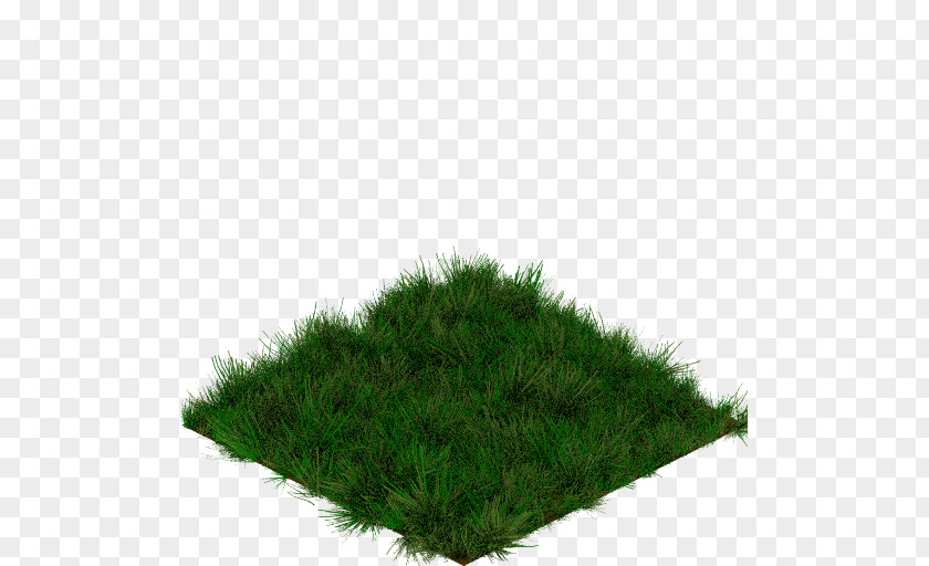 Vegetation Grasses Tree PNG