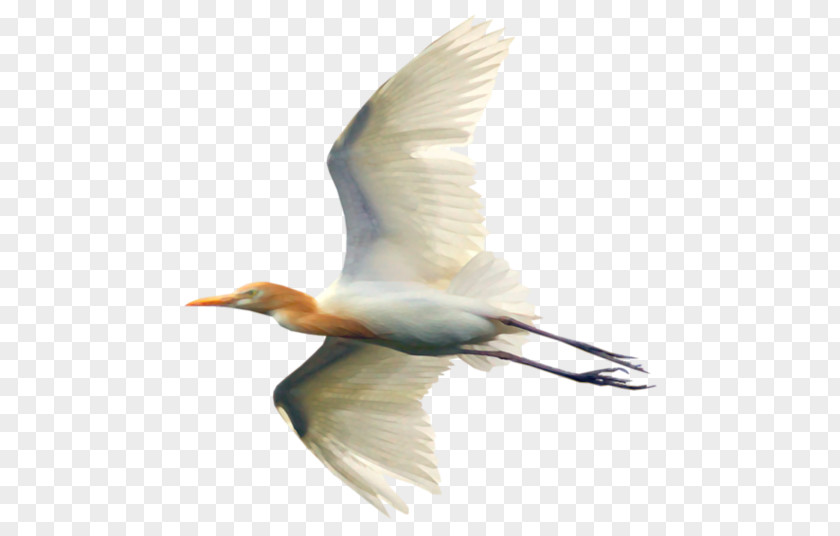Bird White Stork Water Cygnini PNG