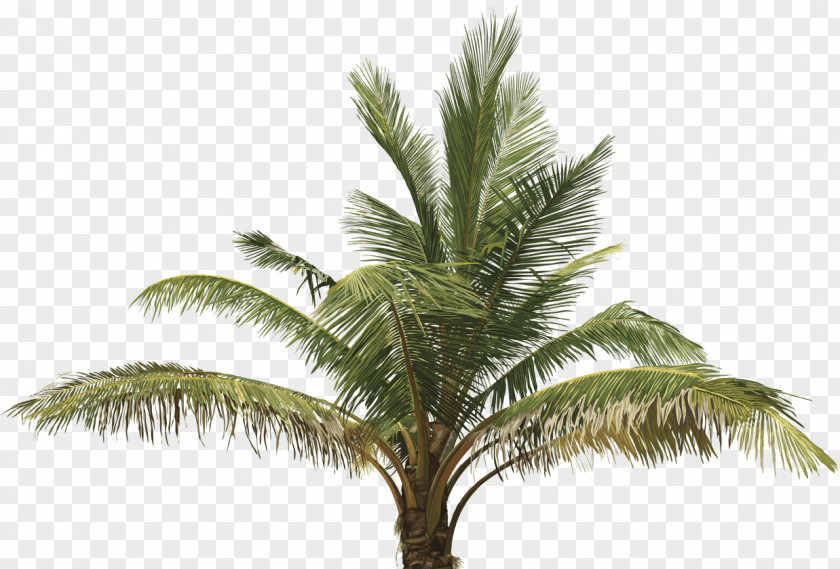 Coconut Clip Art Vector Graphics Palm Trees Illustration Oil PNG