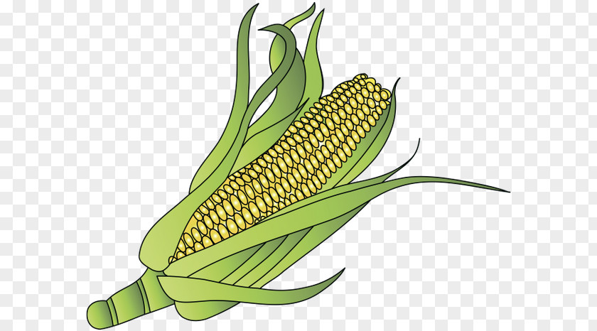 Corn On The Cob Maize Sweet Organic Food PNG