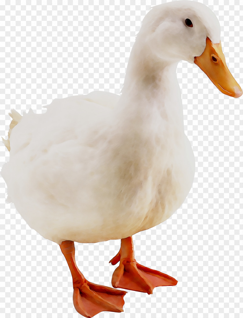 Duck Avian Influenza Goose Animal PNG