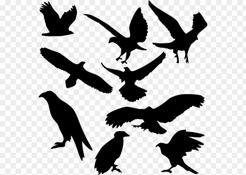Game Of Thrones Stars Bird Silhouette Clip Art PNG