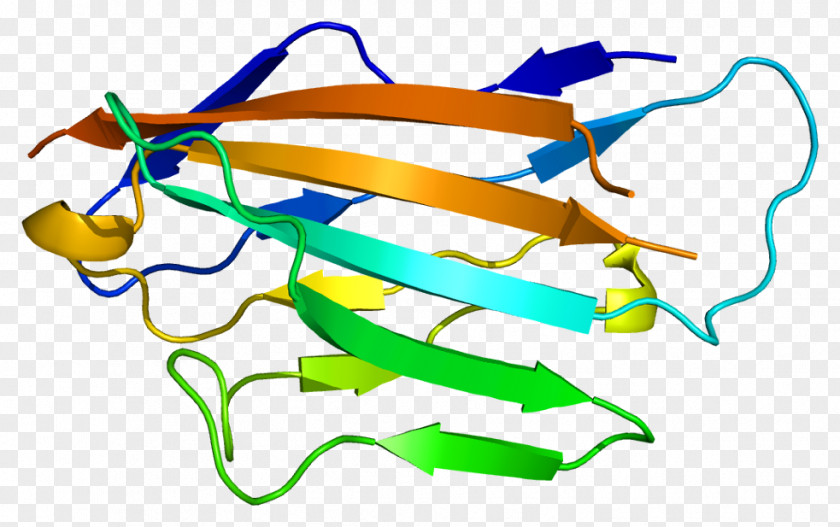 Myelin Protein Zero Peripheral 22 Basic PNG
