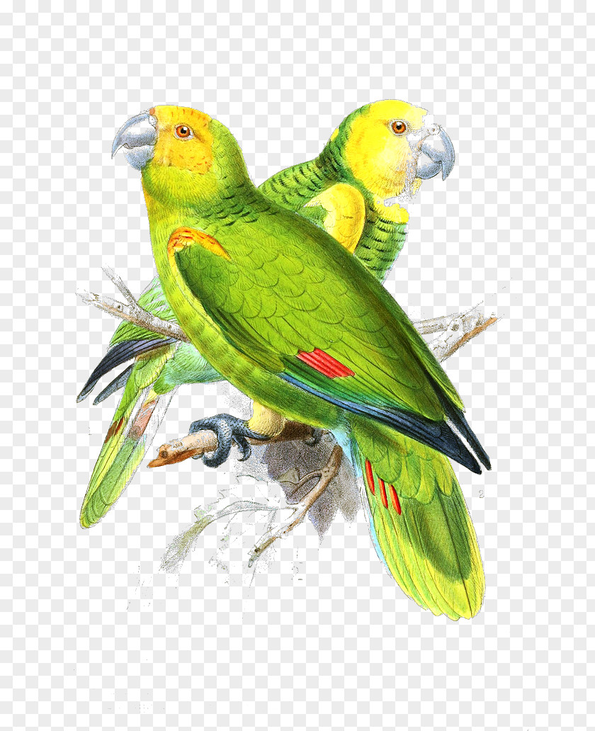Parrot Lovebird Painting PNG