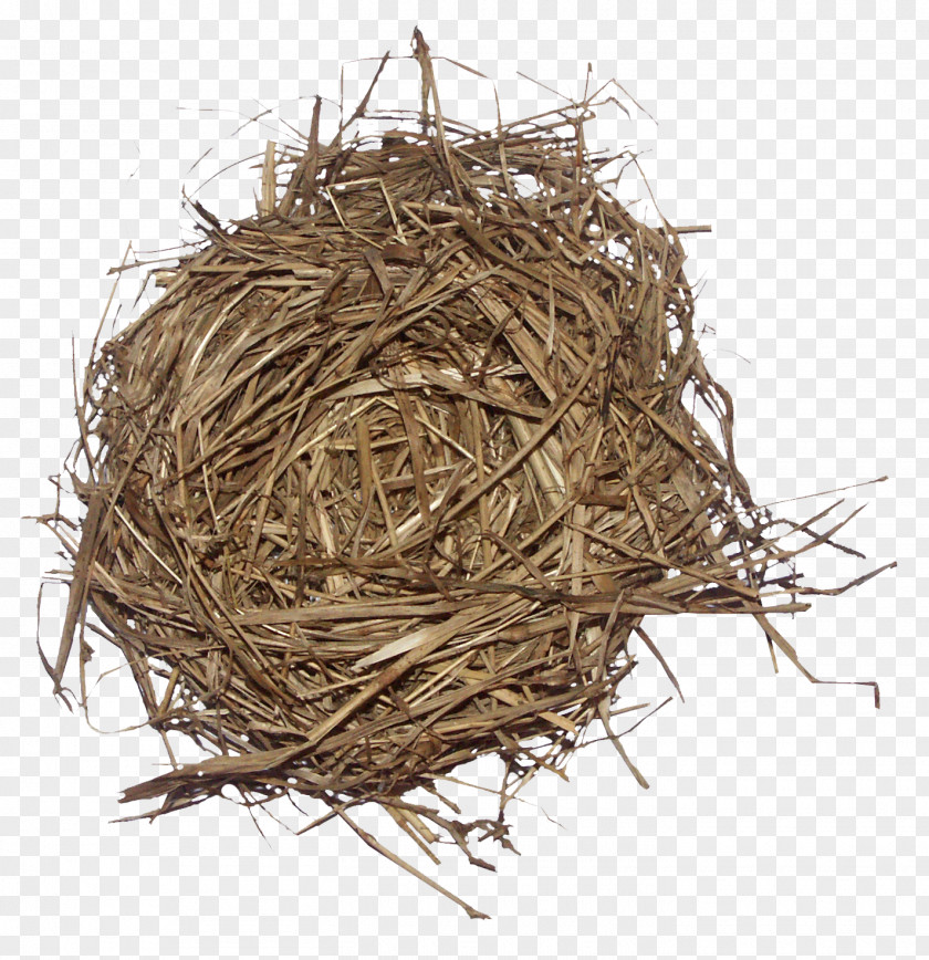 Brown Grass Nest Weed Bird Edible Birds PNG
