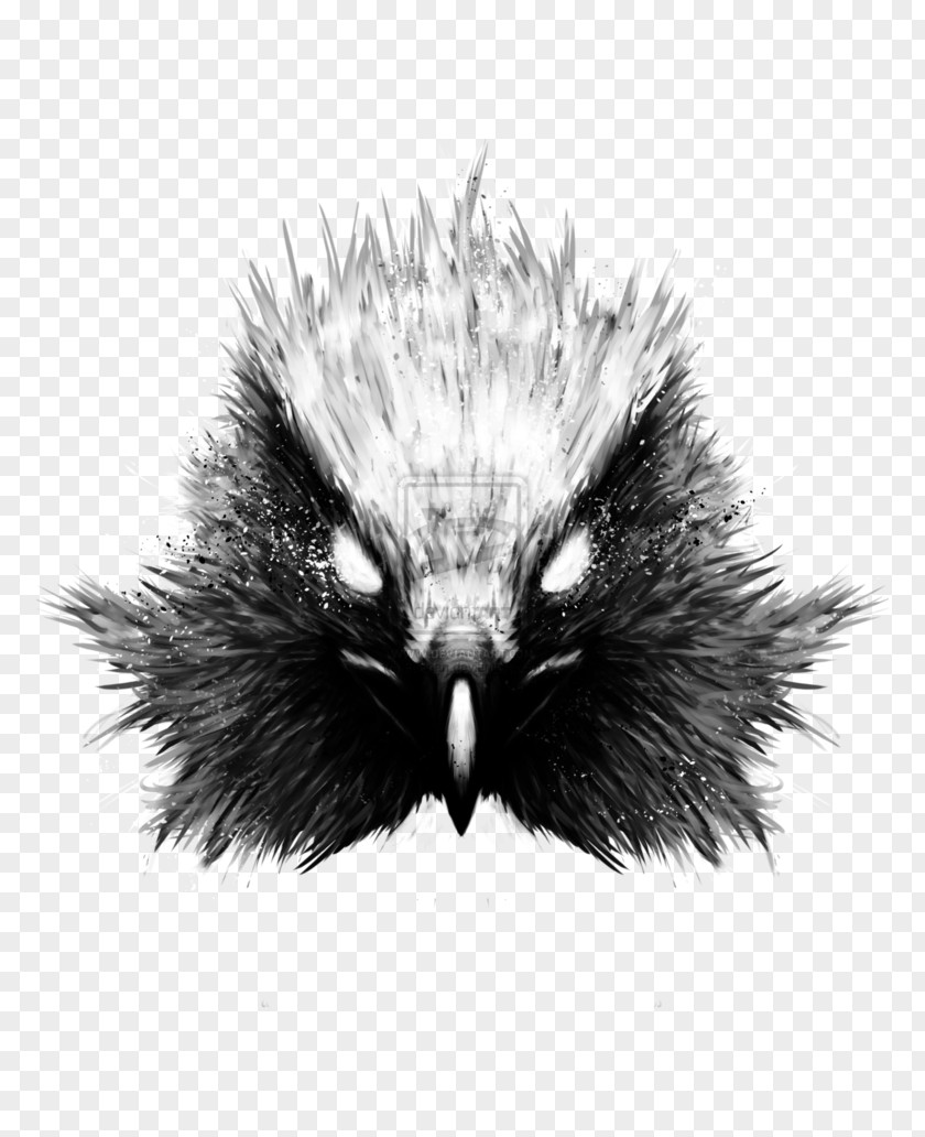 Feather Beak Echidna Fur PNG