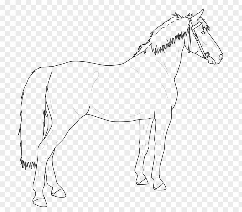 Horse Mule Stallion Foal Colt PNG