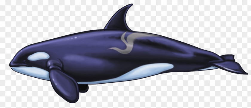 Killer Whale Common Bottlenose Dolphin White-beaked Short-beaked Tucuxi PNG