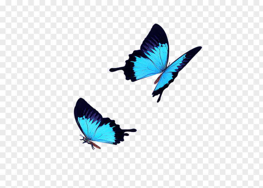 Light Blue Butterfly Fly Icon PNG