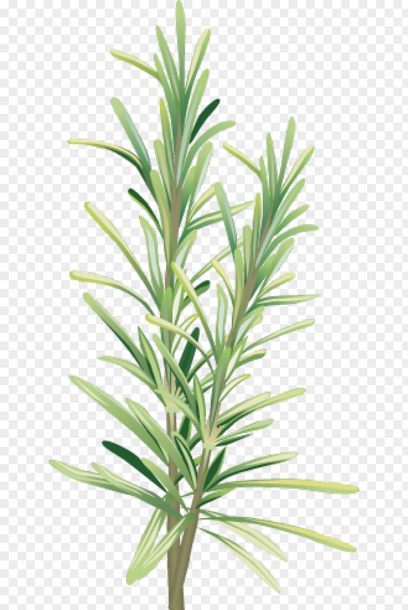 Rosemary Cliparts Alecrim Herb Spice Clip Art PNG