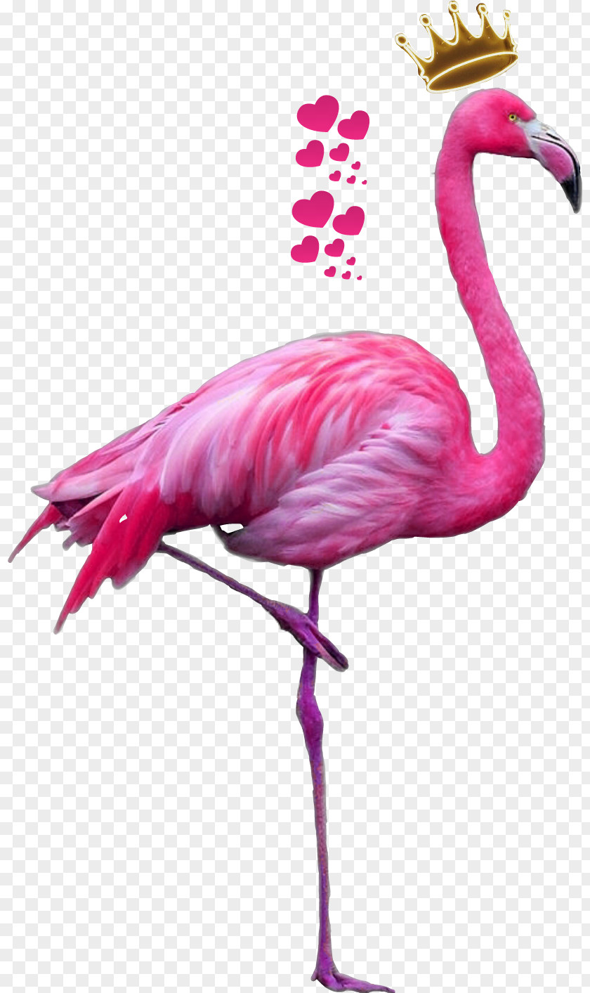 Smell Outline Plastic Flamingo Clip Art Greater PNG