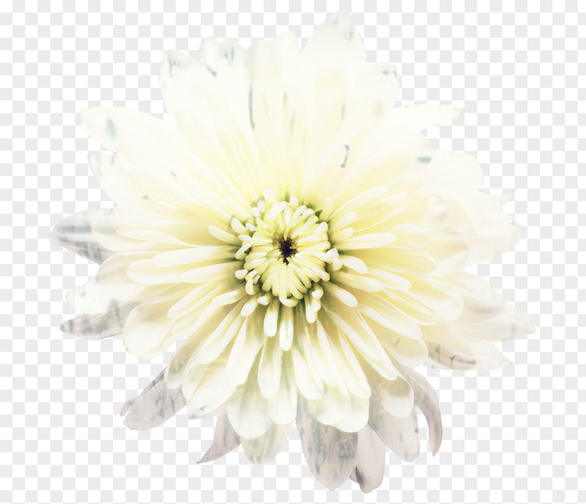 Transvaal Daisy Cut Flowers Chrysanthemum Petal PNG